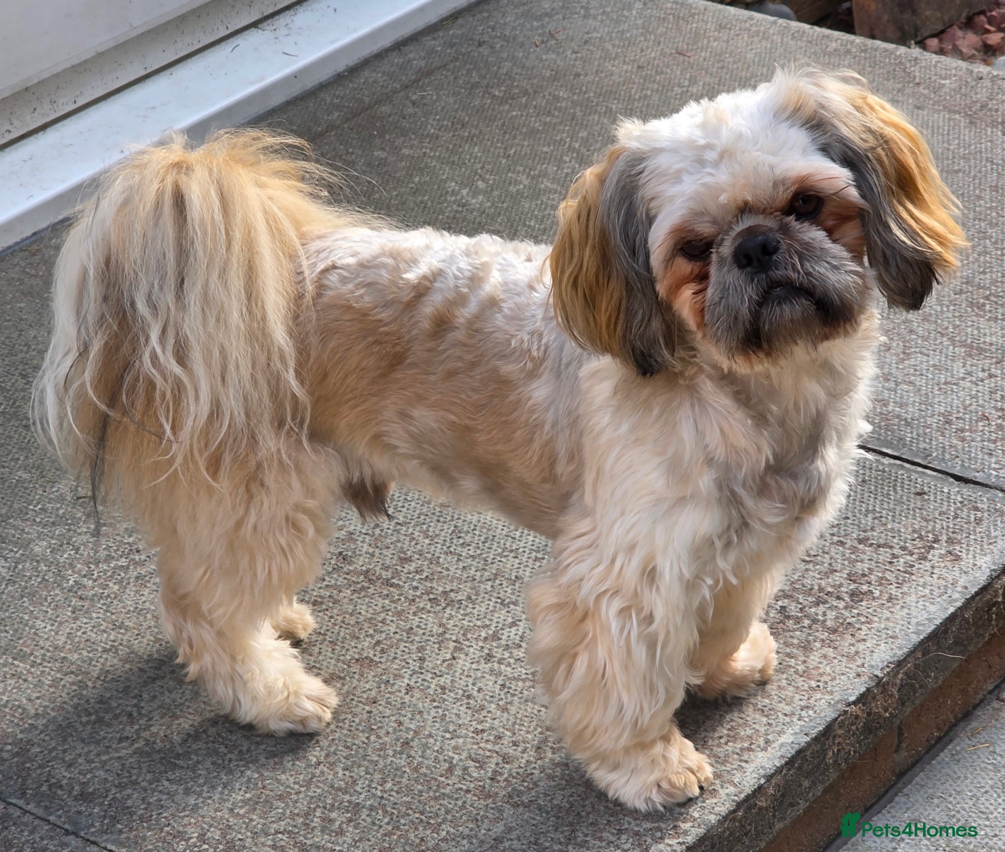 Shih Tzu dogs KC registered Shih Tzu for stud - Advert 2