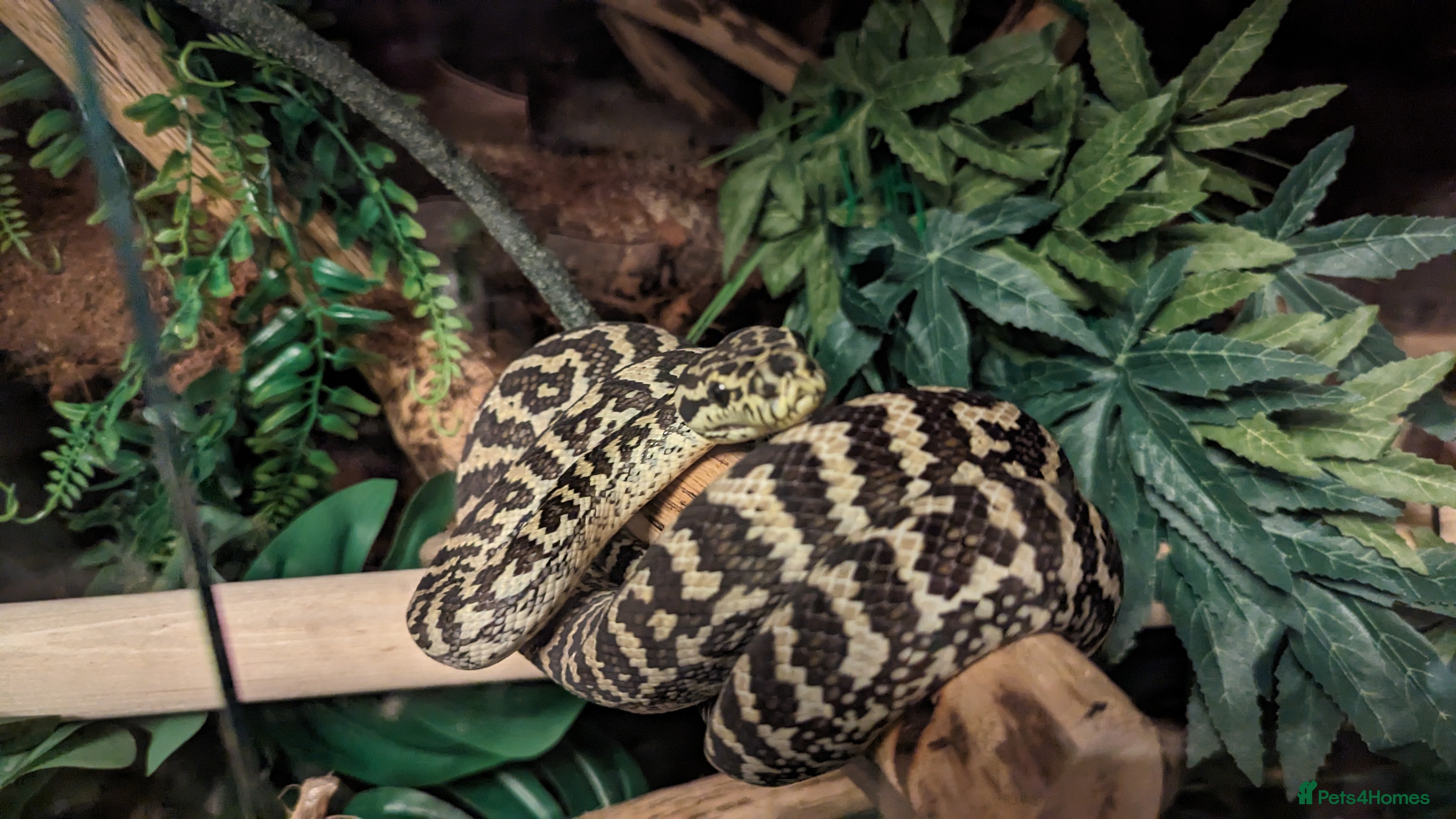 Python Snake reptiles Pythons for sale - Advert 4