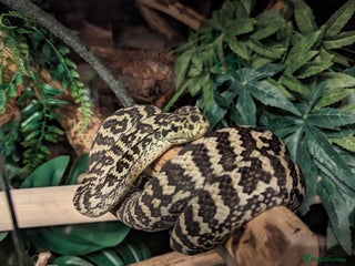 Python Snake reptiles Pythons for sale - Advert 2