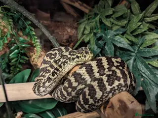 Python Snake reptiles Pythons for sale - Advert 20