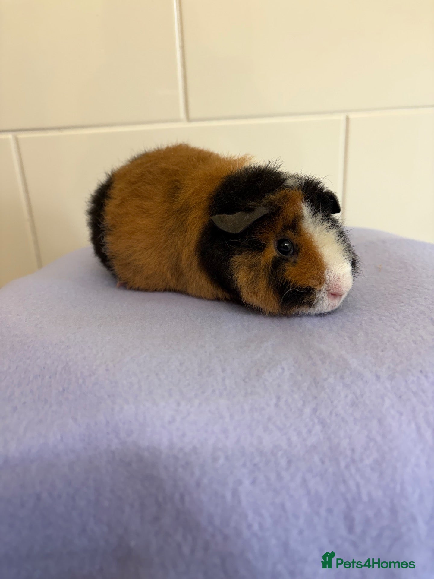 Guinea Pig rodents Beautiful pure Teddy guinea pigs  - Advert 2