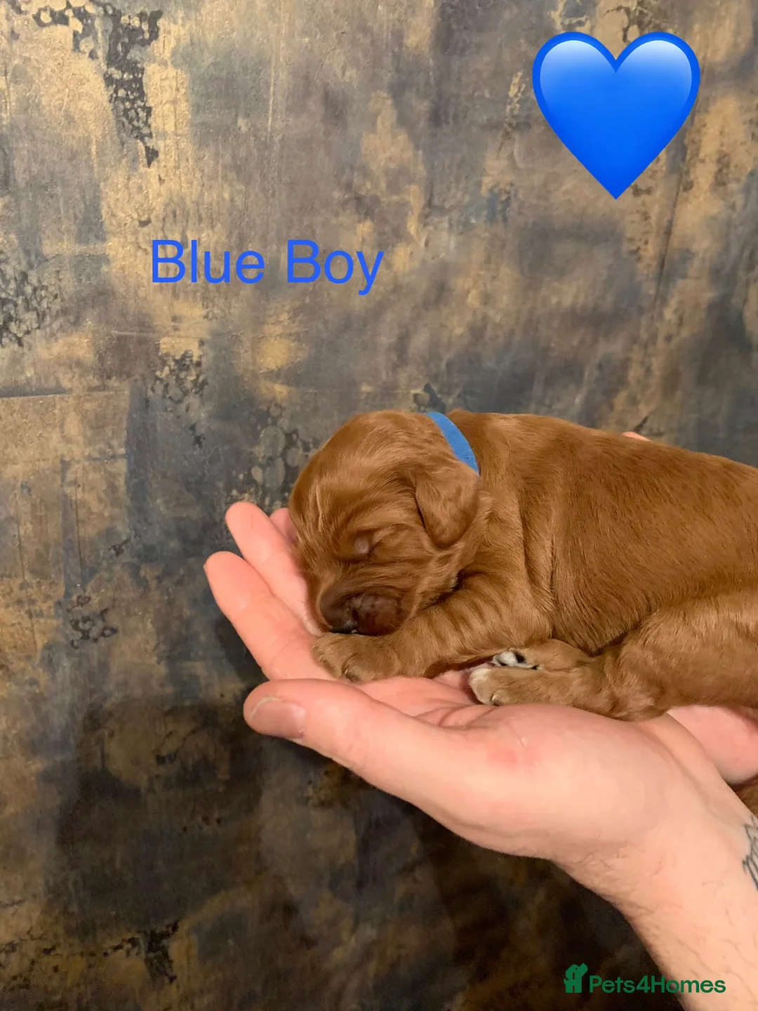 Cockapoo dogs for sale: 🐾Outstanding Health Checked Cockapoo puppies 🐶  - Advert 5