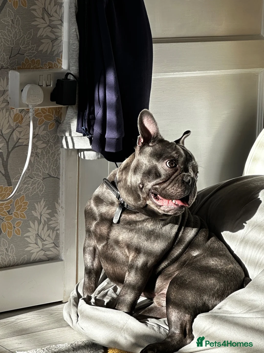 French Bulldog dogs for sale: 2 year old male French bulldog  in Norwich - Advert 2