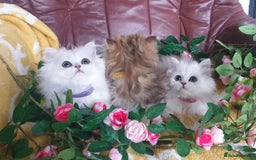 Persian cats for sale: 🌟Beautiful Pedigree Chinchilla Persian Kitten🌟 - Image 1