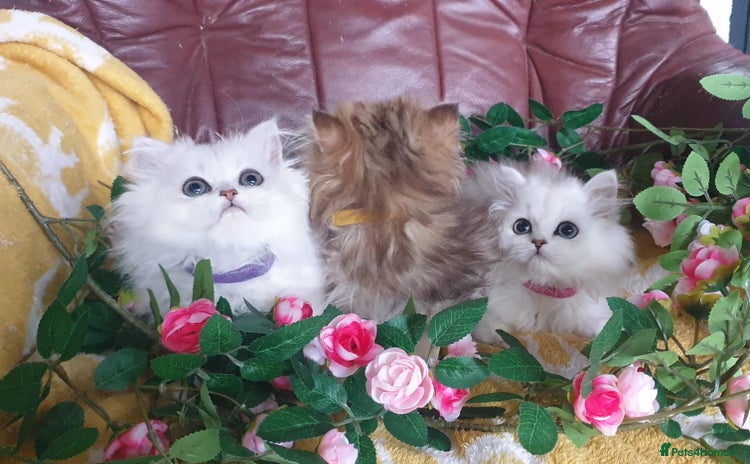 Persian cats - Advert 3
