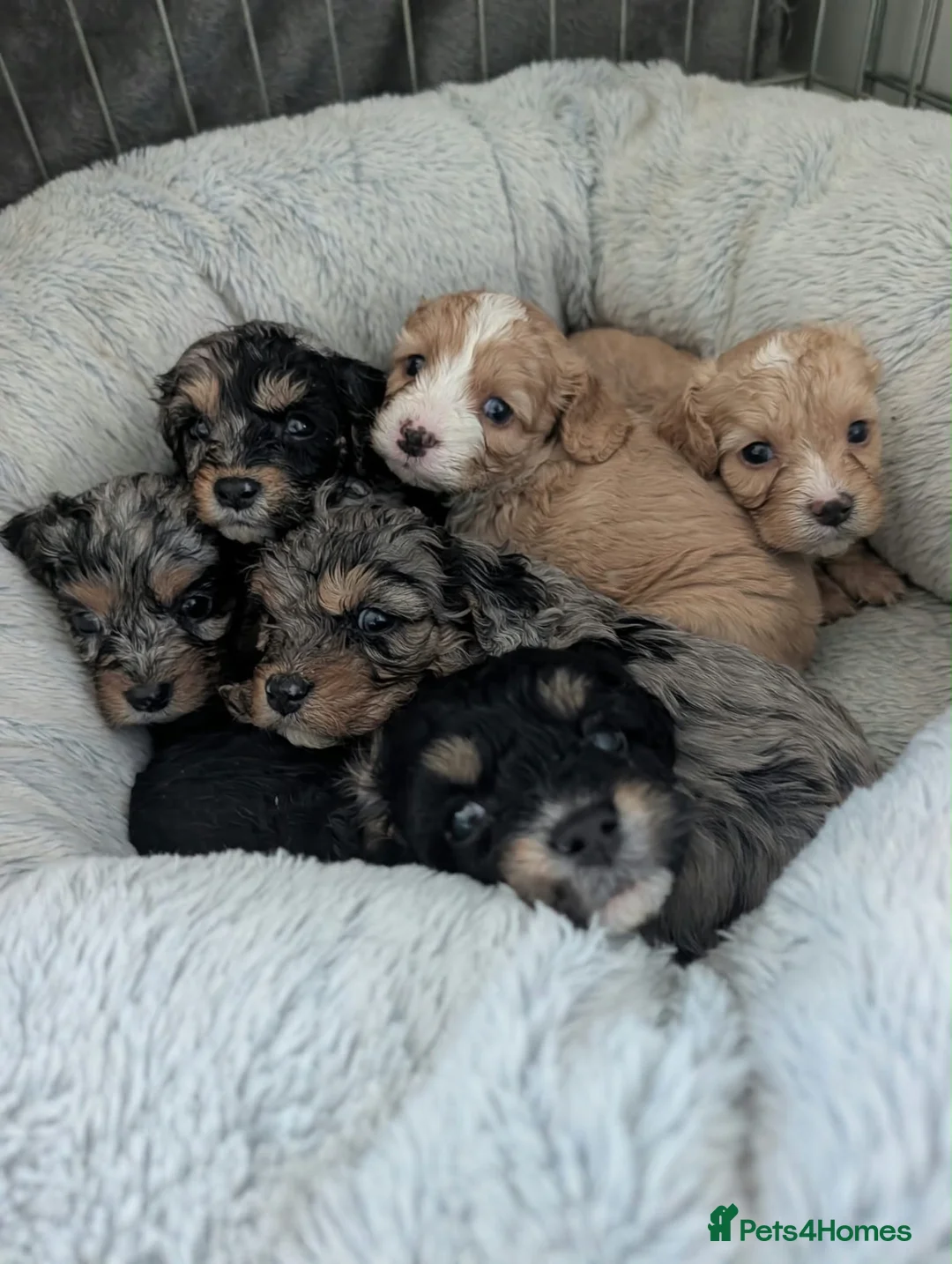 Cavapoo dogs for sale: Cavapoo puppies - Advert 1