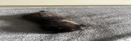 Mixed Breed cats for sale: Last little lady of litter left - Advert 10
