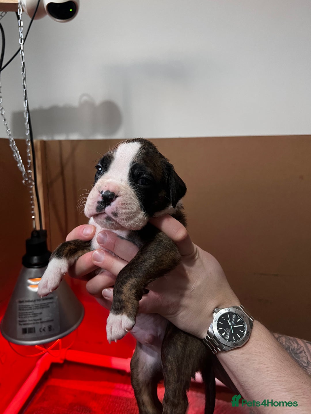 Boxer dogs for sale: Boxer Puppies UPDATED PHOTOS  - Advert 12