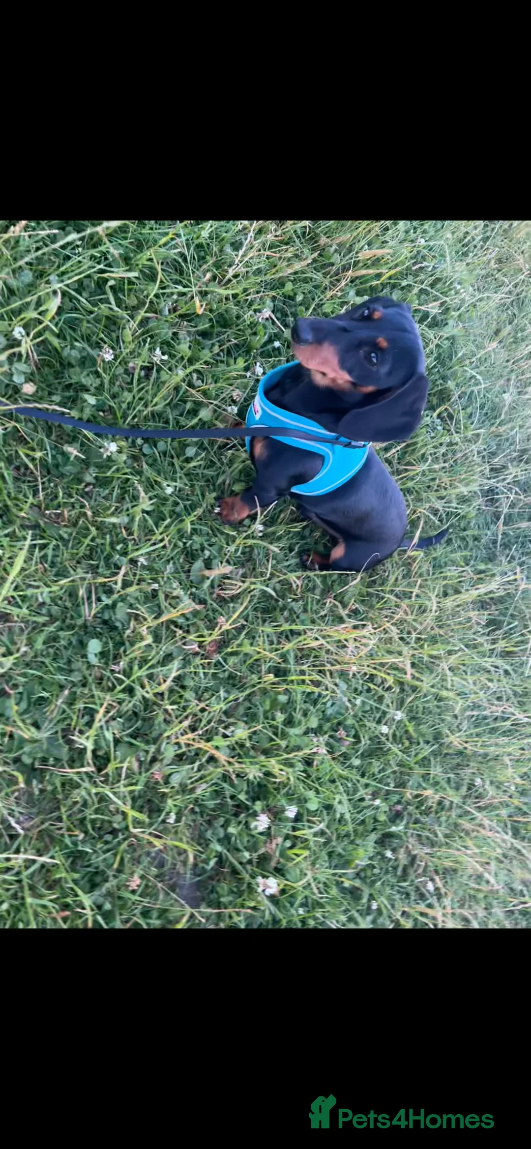 Dachshund dogs for sale: Mini dachshund  - Advert 2