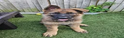 German Shepherd dogs for sale: German Shepherd  in Birmingham - Advert 2