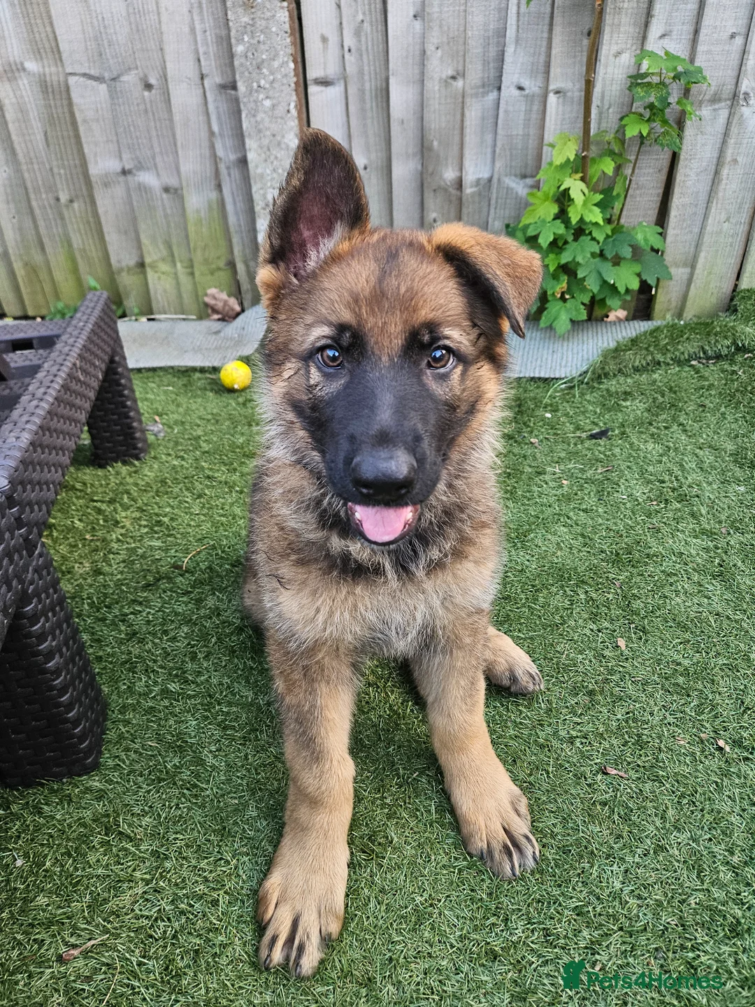 German Shepherd dogs for sale: German Shepherd  in Birmingham - Advert 2