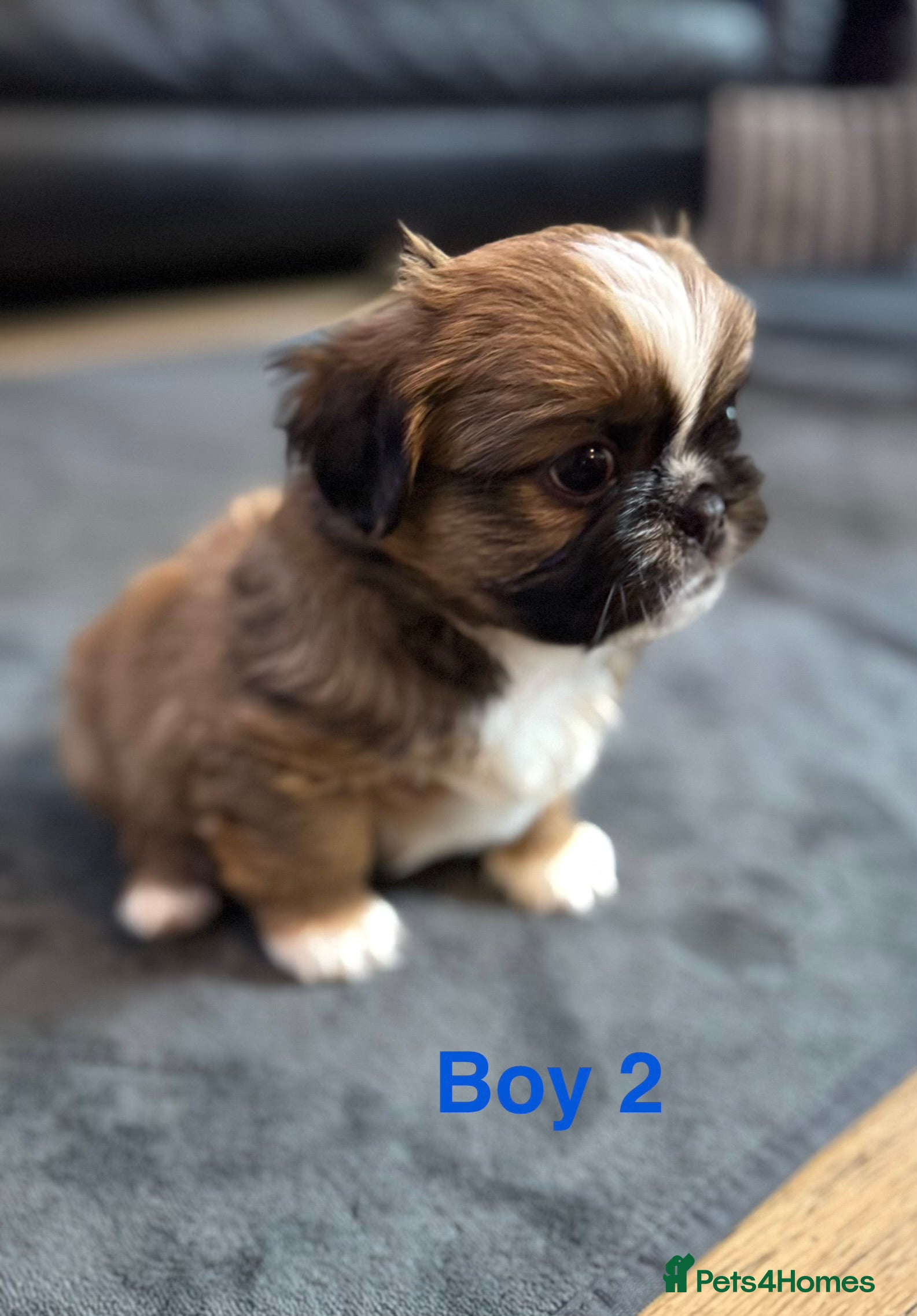 Shih Tzu dogs Beautiful Shih Tzu Puppies – Ready in May - Advert 2