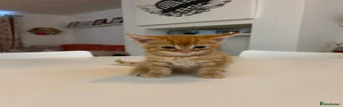British Shorthair 2