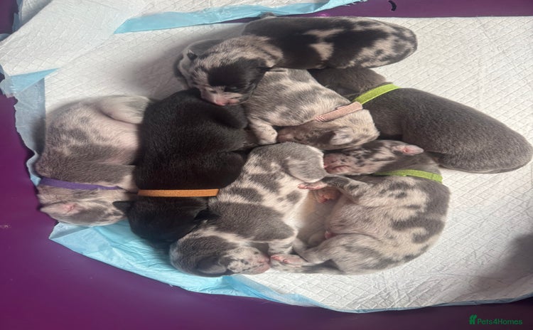 Whippet dogs - Advert 2