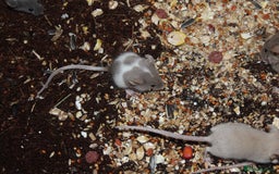 Mouse rodents for sale: Mixture of Fancy Mice For Sale  - Image 6