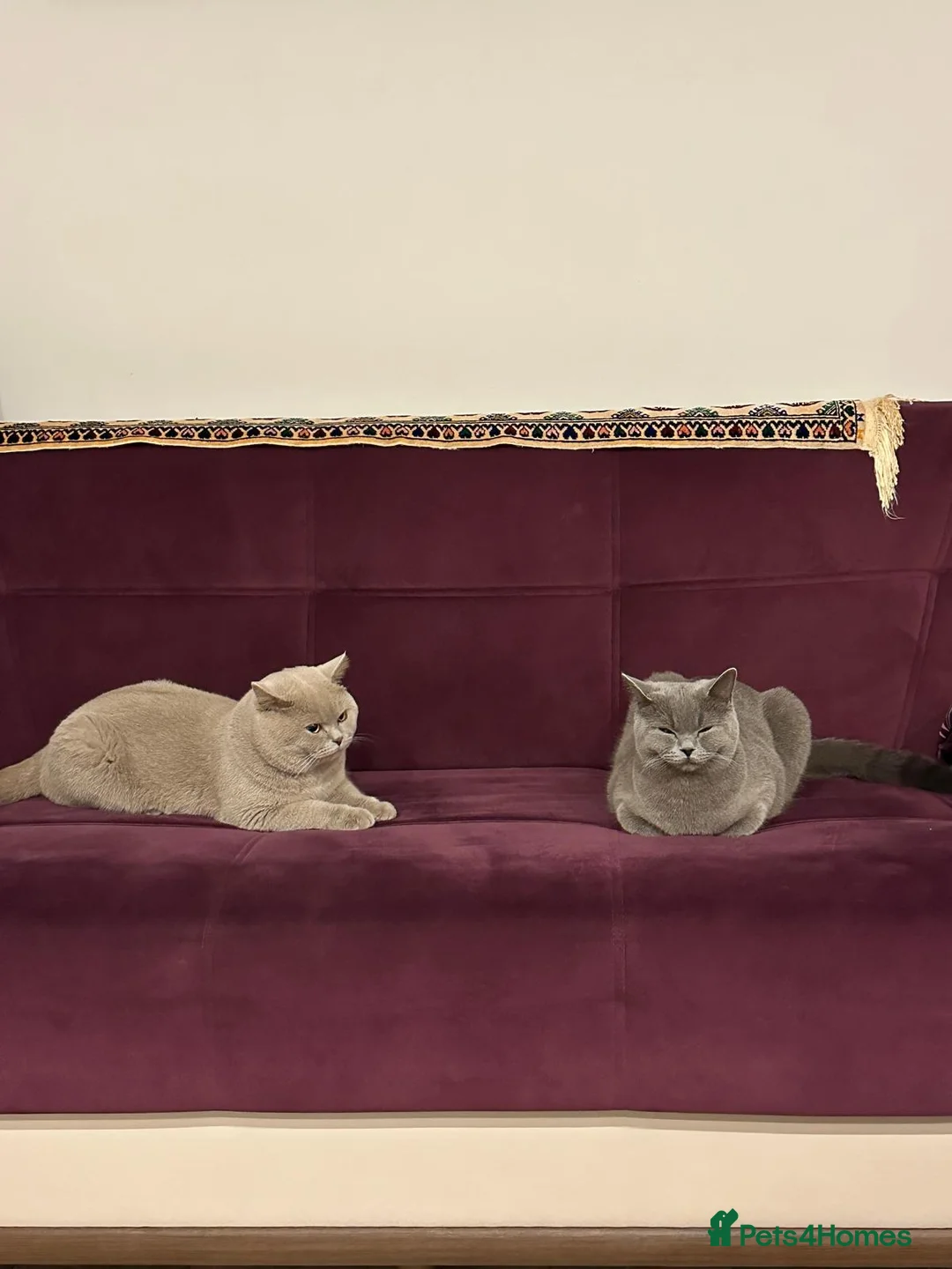 British Shorthair cats for sale: kitten british sort hair (blue) - Advert 5