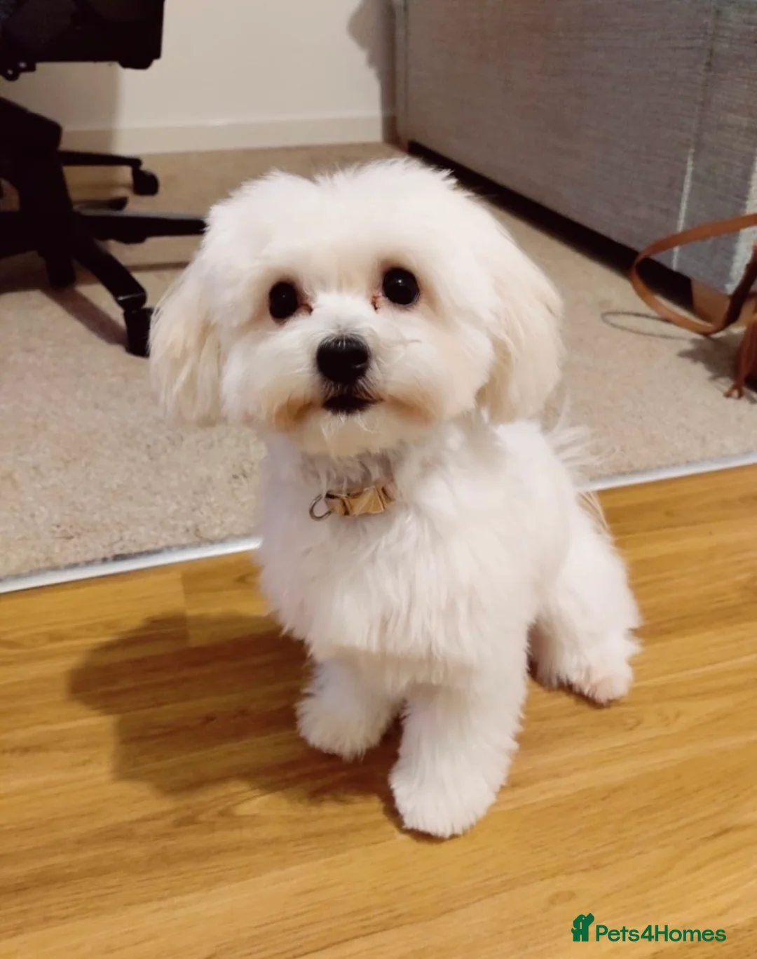 Maltese dogs for stud: Gorgeous Maltese At STUD in Coventry - Advert 5