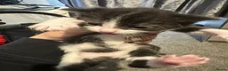 Mixed Breed cats for sale: Kittens  - Advert 9