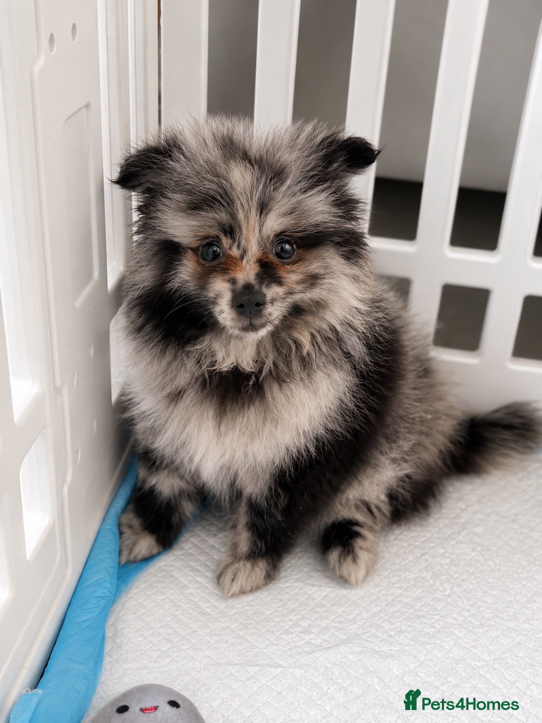 Pomeranian dogs Ready for there new homes now! - Advert 12