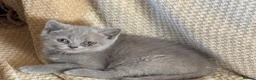 British Shorthair cats for sale: Stunning set of British blues - Advert 9