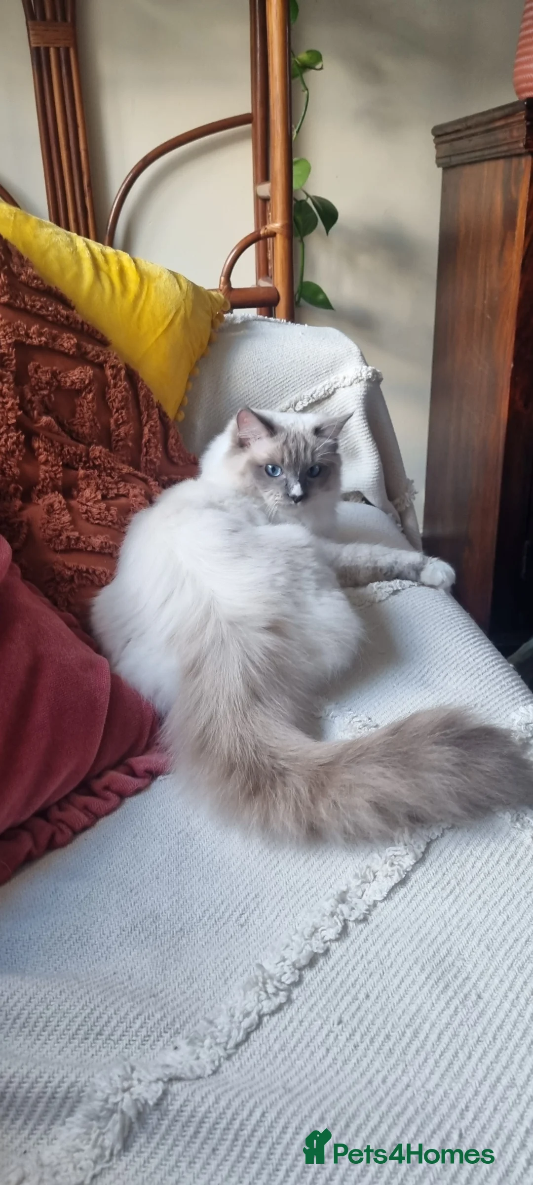 Ragdoll cats for sale: Fluffy Ragdoll Kittens 😸 😍 ♥️  - Advert 2