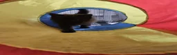 Mixed Breed cats for sale: Fluffy black male available  - Advert 3