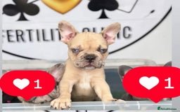 French Bulldog dogs for sale: Merle Frenchies - Image 4