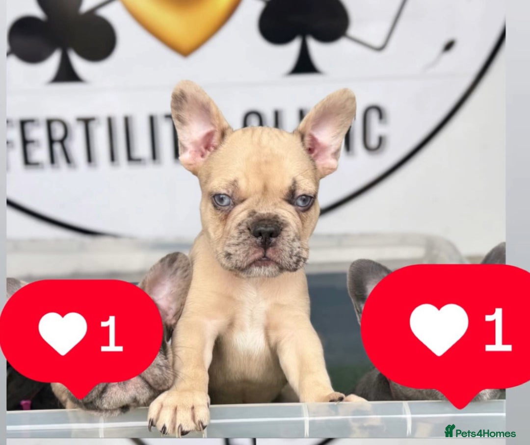 French Bulldog dogs for sale: Merle Frenchies - Image 4