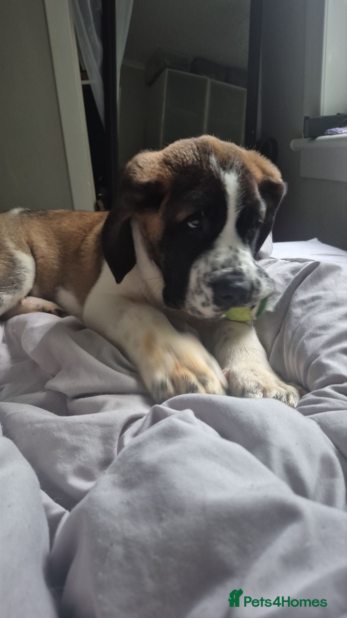 Saint Bernard dogs Saint Bernard Puppy. - Advert 16