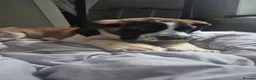Saint Bernard dogs for sale: Saint Bernard Puppy. - Advert 1