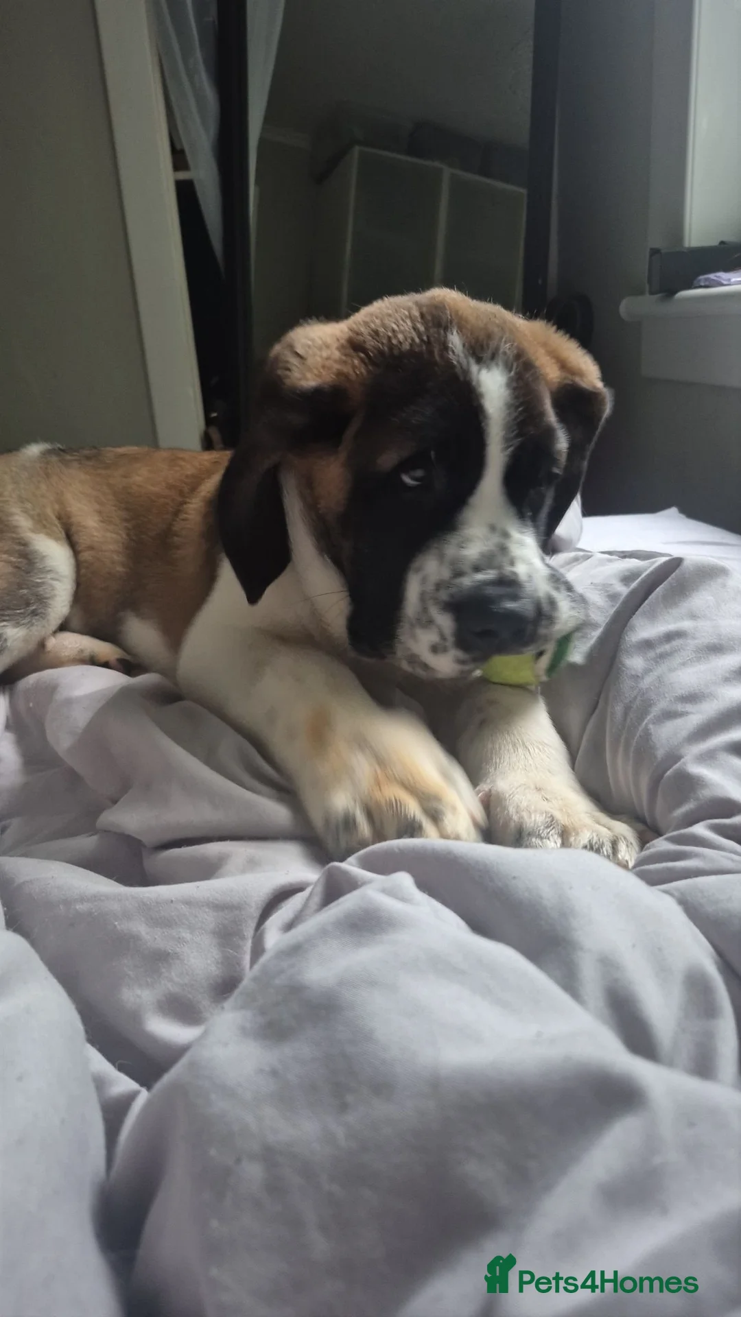 Saint Bernard dogs for sale: Saint Bernard Puppy. - Advert 1