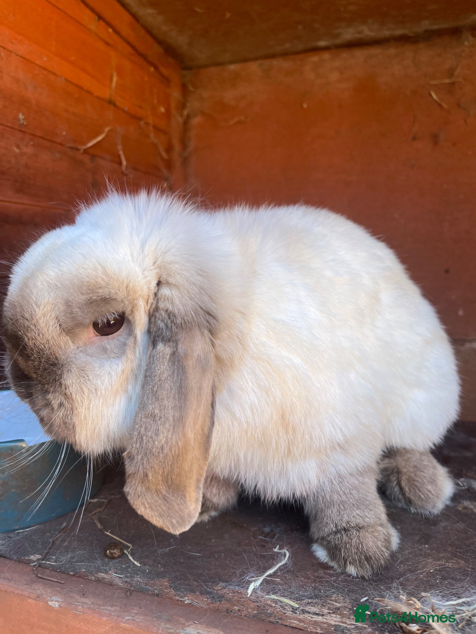 Dwarf Lop rabbits Rabbit looking for a new home - Advert 6
