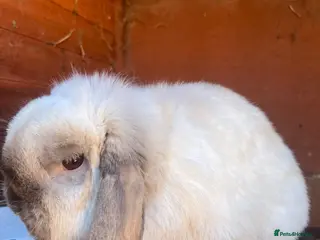Dwarf Lop rabbits Rabbit looking for a new home - Advert 6
