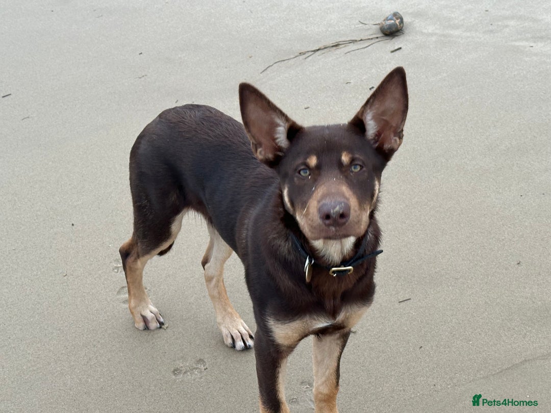 Australian Kelpie dogs for sale: Australian Kelpie 6 months male - Advert 5