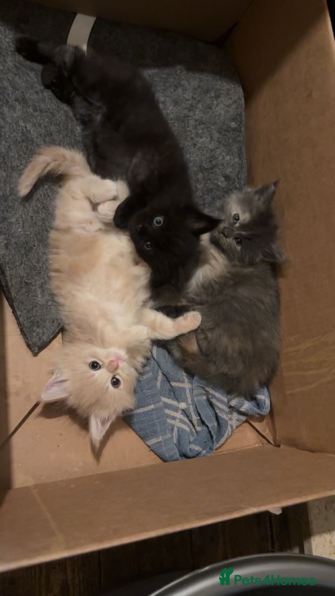 Maine Coon cats for sale: Maine Coon kittens  - Image 10