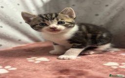 Mixed Breed cats for sale: 5 mixed kittens for sale! - Image 4