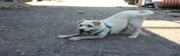 Mixed Breed dogs for adoption: ❤️🐶 LAIMA – TOO SMART AND WELL BALANCED in Burton-on-Trent - Advert 12