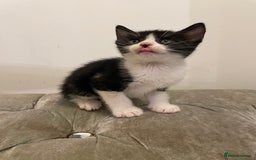 Mixed Breed cats for sale: kittens ready now  - Image 15