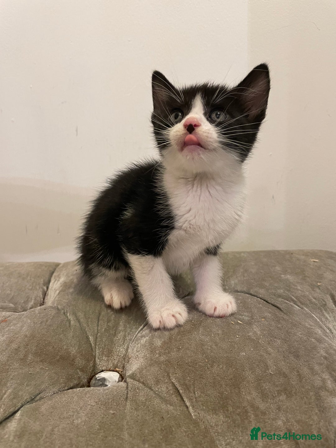 Mixed Breed cats for sale: kittens ready now  - Image 15