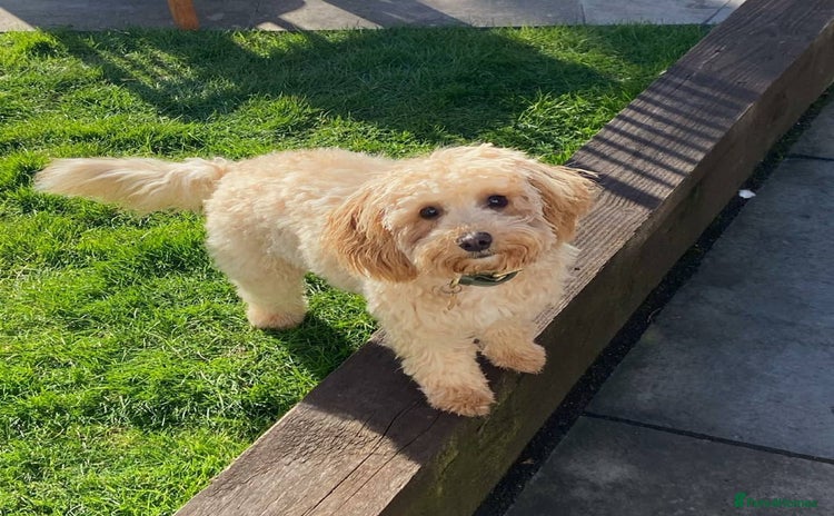 Cavachon dogs - Advert 1