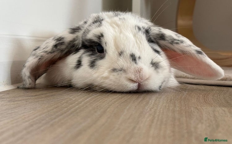 Mini Lop rabbits - Advert 8