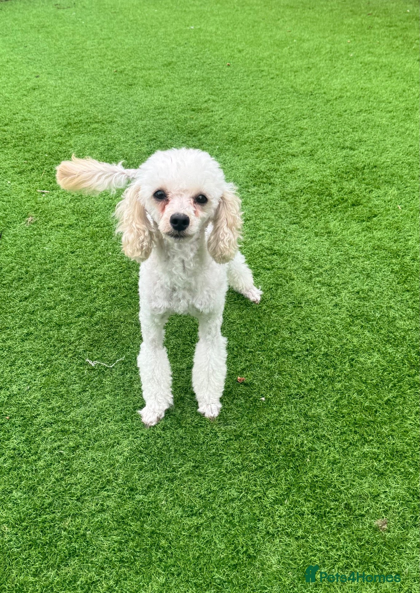 Toy Poodle dogs Gorgeous 2 years Toy Poodle - Advert 5