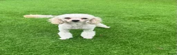 Toy Poodle dogs for sale: Gorgeous 2 years Toy Poodle in Ormskirk - Advert 1