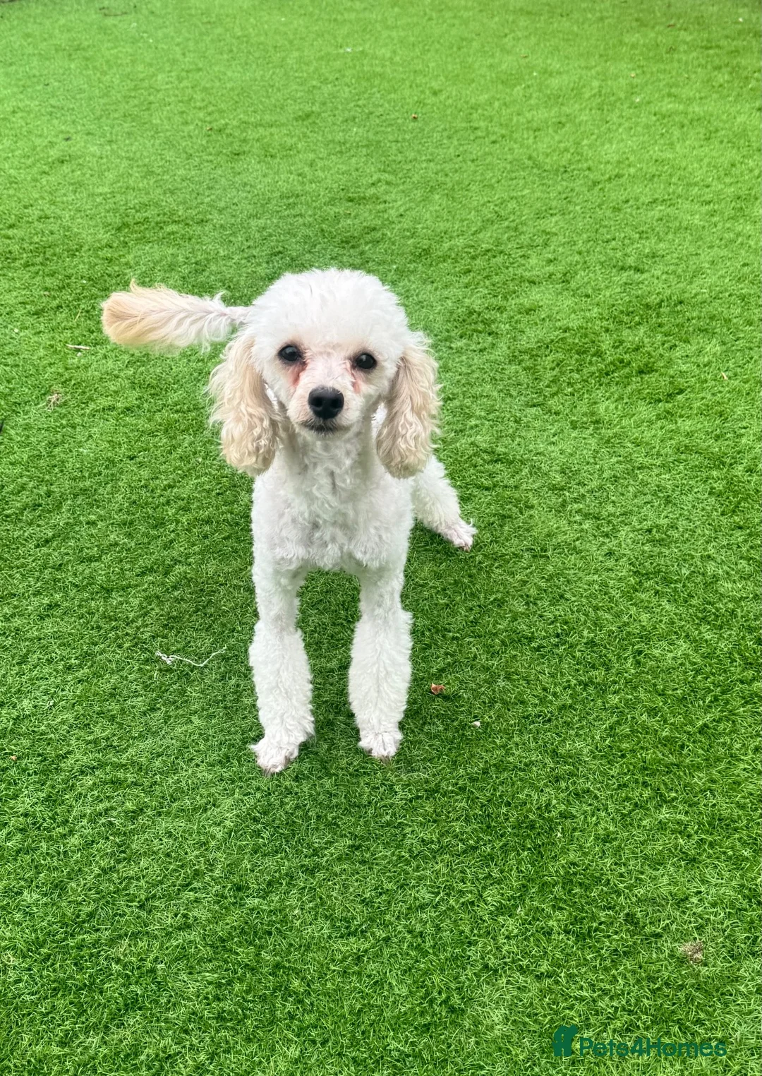 Toy Poodle dogs for sale: Gorgeous 2 years Toy Poodle in Ormskirk - Advert 1