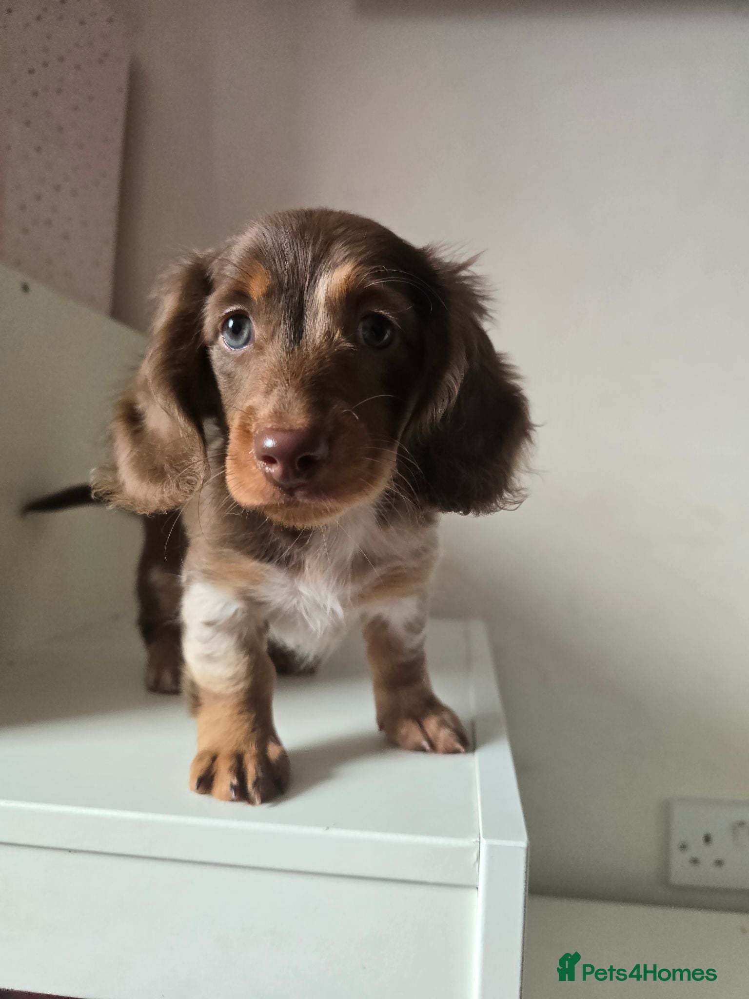 Miniature Dachshund dogs Beautiful Longhair Miniature Dachshund girl - Advert 1