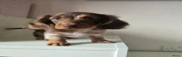 Miniature Dachshund dogs for sale: Ready Now  - Advert 3