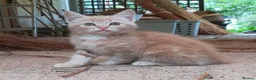 Mixed Breed cats for sale: AMAZING, BEAUTIFUL, CLEVER, HEALTHY KITTENS - Advert 7