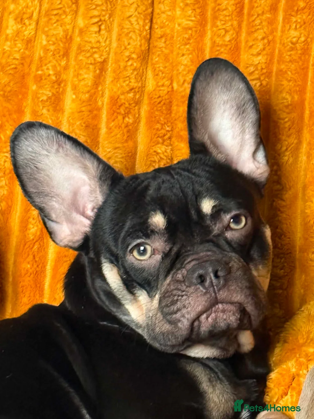 French Bulldog dogs for sale: French bulldog  - Advert 4
