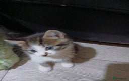 Mixed Breed cats for sale: Beautiful hand reared kittens  - Image 5
