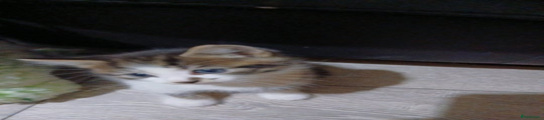 Mixed Breed Kitten 4